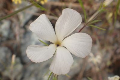 Linanthus dichotomus