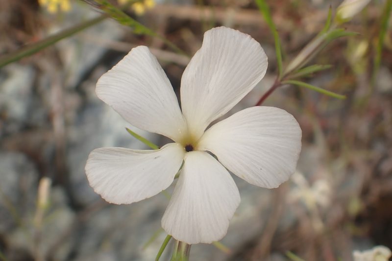 Linanthus dichotomus, photographed by Steve Woodward