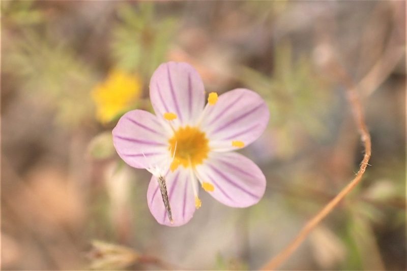 Leptosiphon filipes, photographed by Steve Woodward
