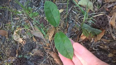 Bignonia capreolata, photographed by Nonbinary-Naturalist