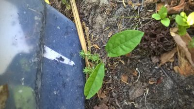 Bignonia capreolata, photographed by Nonbinary-Naturalist