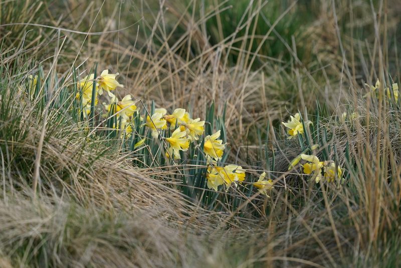 Narcissus pseudonarcissus, photographed by Dr. Sven Gippner