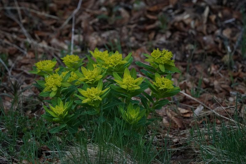 Euphorbia hyberna, photographed by Dr. Sven Gippner
