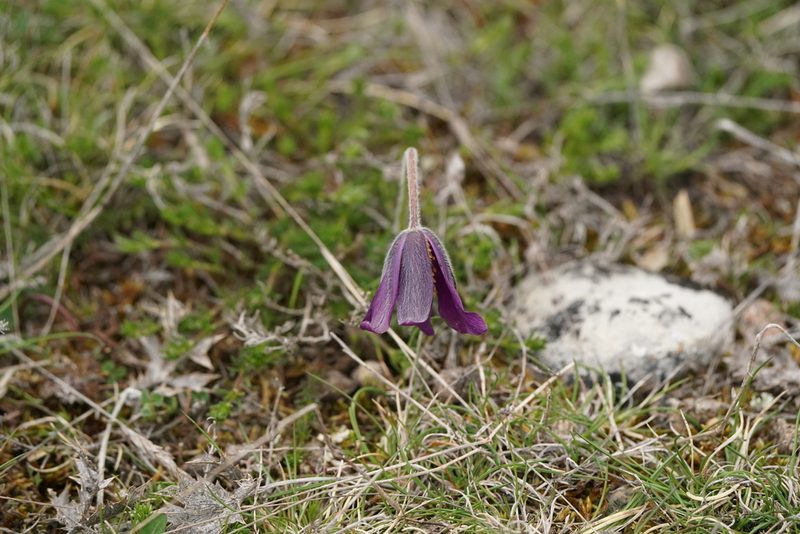 Pulsatilla rubra, photographed by Dr. Sven Gippner