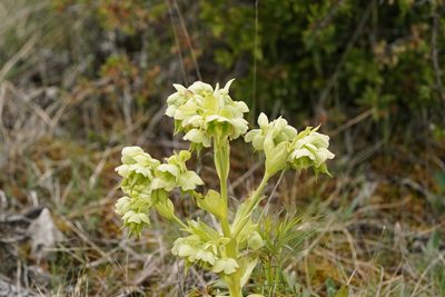 Helleborus foetidus, photographed by Dr. Sven Gippner
