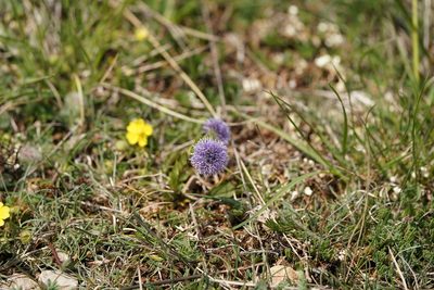 Globularia bisnagarica, photographed by Dr. Sven Gippner