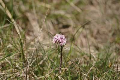 Valeriana tuberosa, photographed by Dr. Sven Gippner