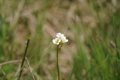 Saxifraga granulata, photographed by Dr. Sven Gippner