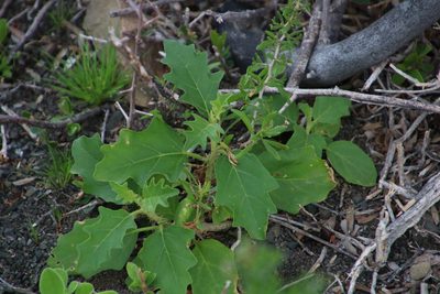 Solanum capense, photographed by Tony Rebelo