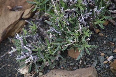 Osteospermum scariosum, photographed by Tony Rebelo