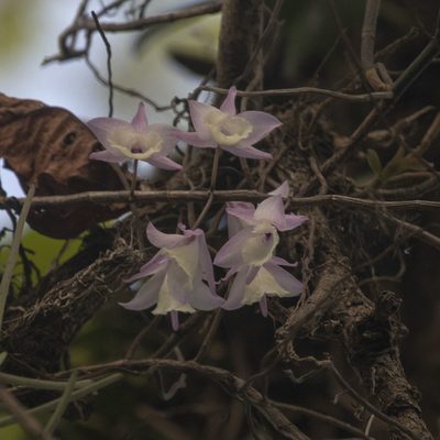 Dendrobium aphyllum, photographed by Paulmathi Vinod