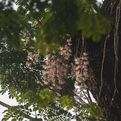 Dendrobium aphyllum, photographed by Paulmathi Vinod