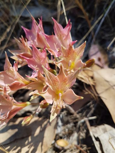 Alstroemeria marticorenae, photographed by Javier Conejeros Gastó