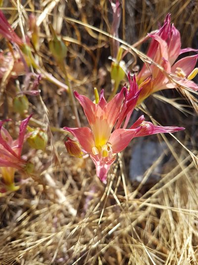 Alstroemeria marticorenae, photographed by Javier Conejeros Gastó