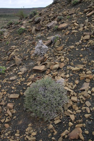 Hermannia spinosa, photographed by Tony Rebelo