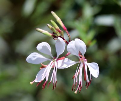 Oenothera filiformis, photographed by Lauren McLaurin