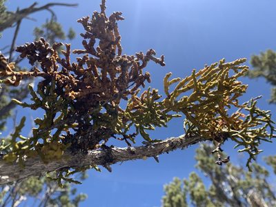Phoradendron juniperinum, photographed by mark-groeneveld