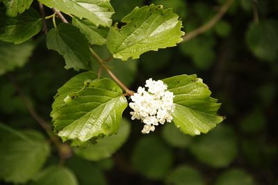 Viburnum ellipticum, photographed by Eric Knight
