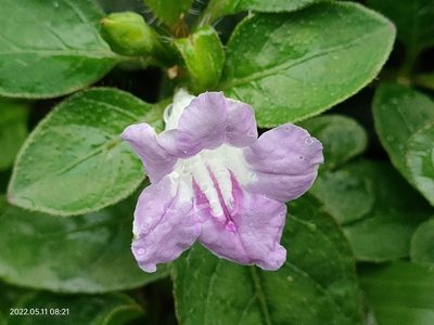 Ruellia repens, photographed by Ong Jyh Seng