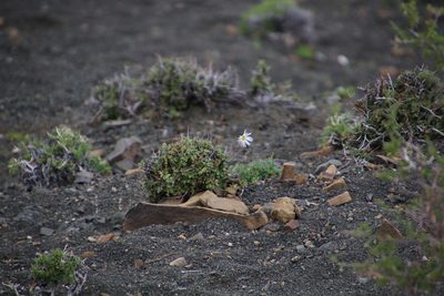 Garuleum bipinnatum, photographed by Tony Rebelo