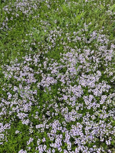 Thymus longicaulis, photographed by Elliot Greiner