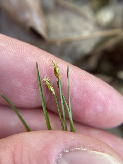 Trichophorum planifolium, photographed by Bonnie Semmling