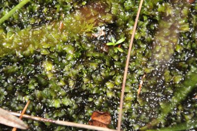 Jackiella curvata, photographed by Em Lamond