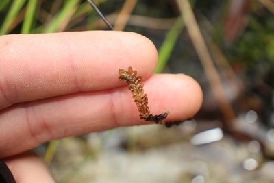 Jackiella curvata, photographed by Em Lamond
