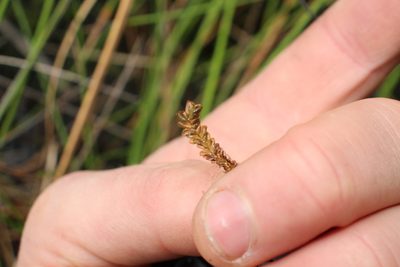 Jackiella curvata, photographed by Em Lamond