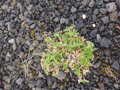 Alchemilla alpina, photographed by osoberries