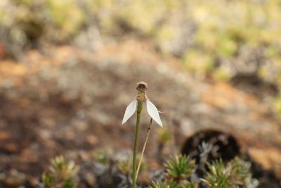 Eriochilus helonomos, photographed by Em Lamond