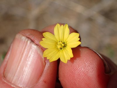 Lagophylla ramosissima, photographed by George Williams