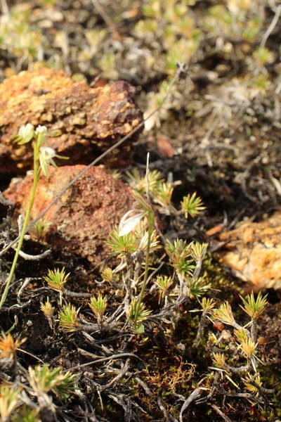 Eriochilus helonomos, photographed by Em Lamond