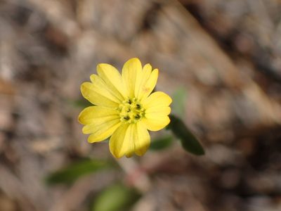 Lagophylla ramosissima