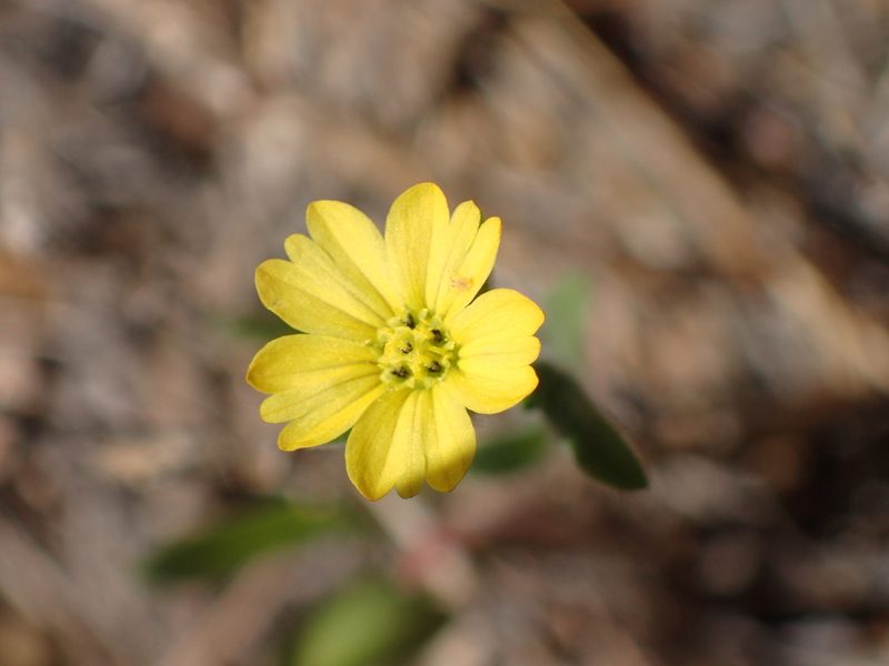 Lagophylla ramosissima, photographed by George Williams