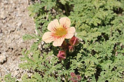 Argylia adscendens, photographed by Cesar Ormazabal