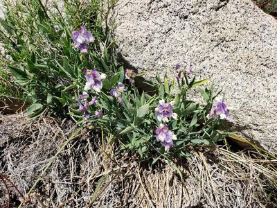 Lathyrus magellanicus, photographed by Cesar Ormazabal