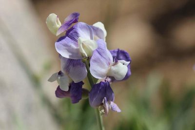 Lathyrus magellanicus, photographed by Cesar Ormazabal