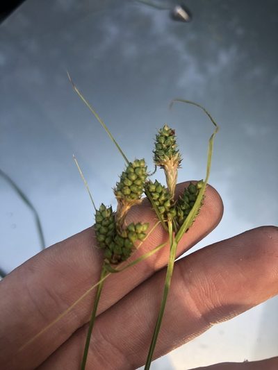 Carex bushii, photographed by John Kees