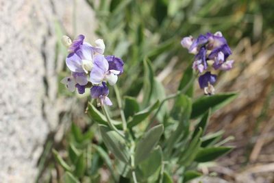 Lathyrus magellanicus, photographed by Cesar Ormazabal