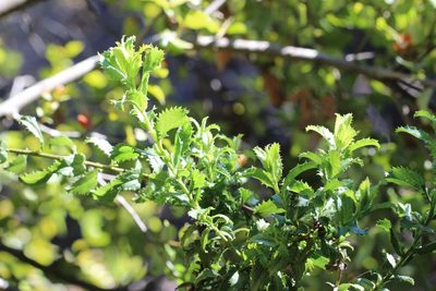 Baccharis racemosa, photographed by Cesar Ormazabal