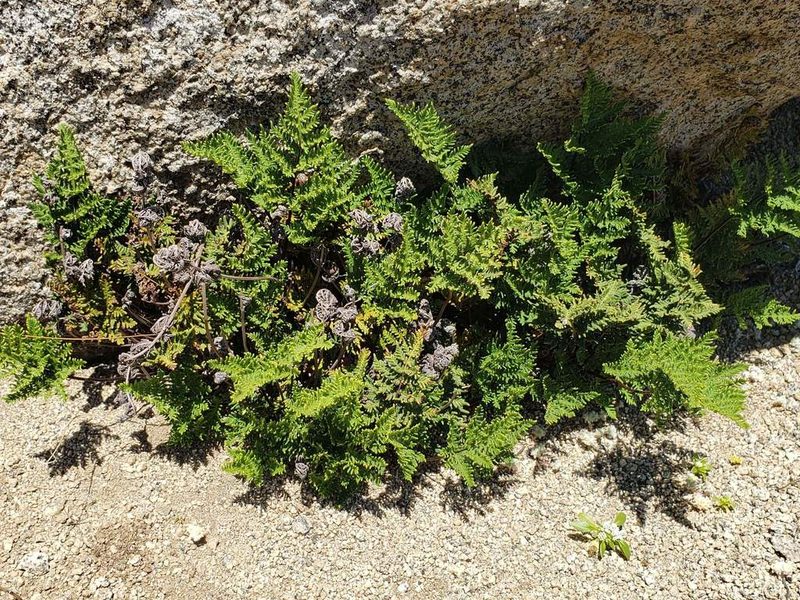 Quechuapteris glauca, photographed by Cesar Ormazabal