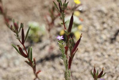 Gilia laciniata, photographed by Cesar Ormazabal