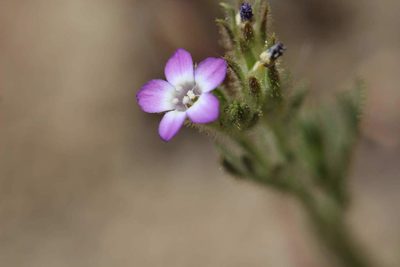 Gilia laciniata, photographed by Cesar Ormazabal