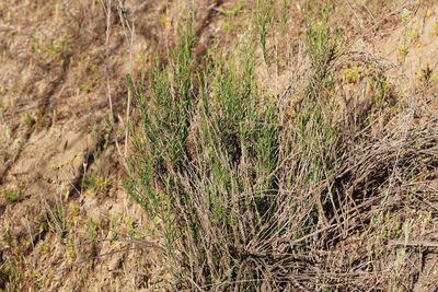 Gutierrezia resinosa, photographed by Cesar Ormazabal