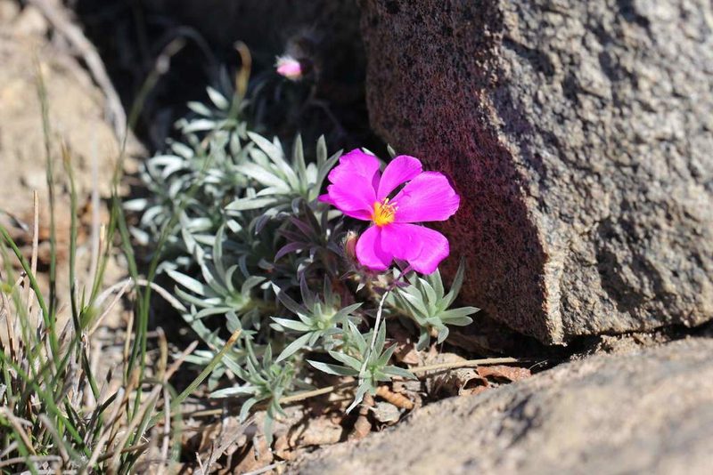 Montiopsis sericea, photographed by Cesar Ormazabal