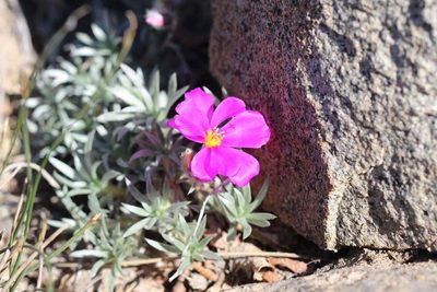 Montiopsis sericea, photographed by Cesar Ormazabal