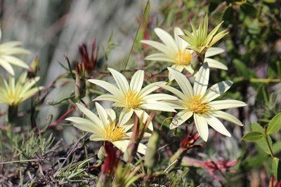 Mutisia rosea, photographed by Cesar Ormazabal