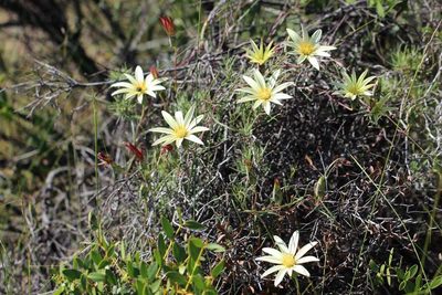 Mutisia rosea, photographed by Cesar Ormazabal