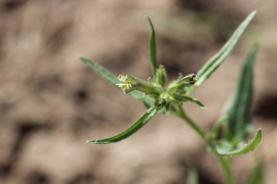 Nicotiana corymbosa, photographed by Cesar Ormazabal